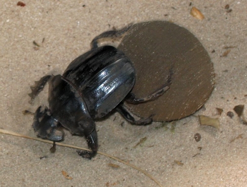 Dung Beetle